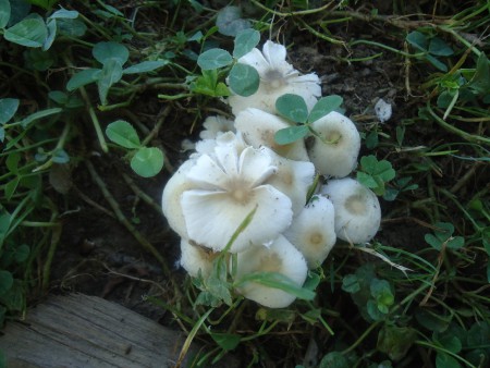 Biodiversidade- cogumelos e liquens da nossa terra